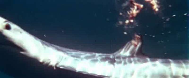 Sharks can only be found in two places on earth