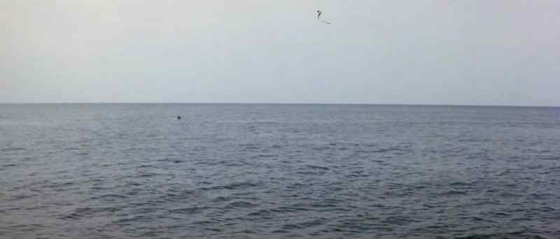 Shark's fin!