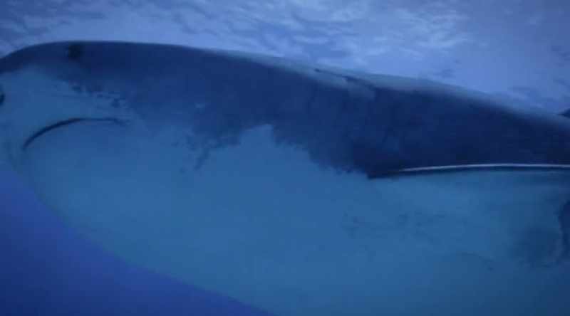 Sharks have a sensory organ that humans don't