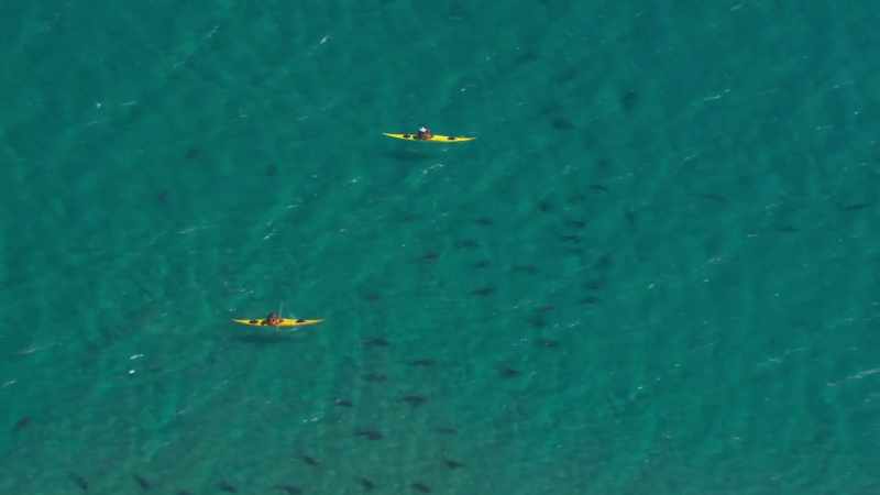 Sharks have been gathering here since long before people arrived