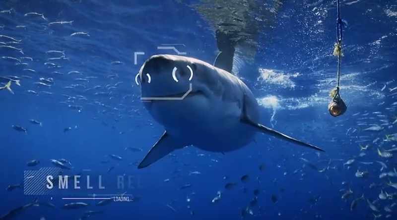 Sharks have nostrils just like we do