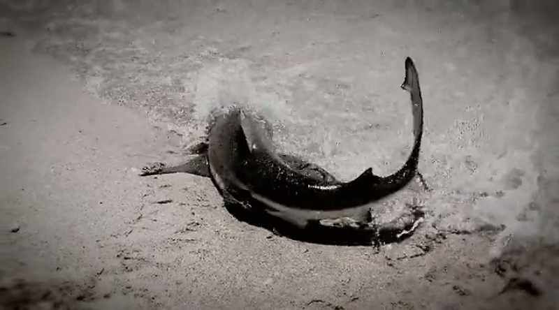 Sharks may be learning to develop a tolerance