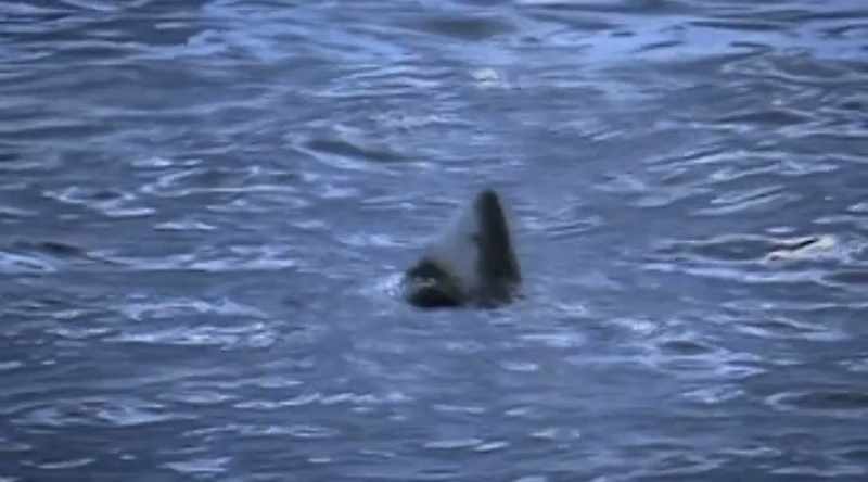 Sharks may detect this and mistake it for prey