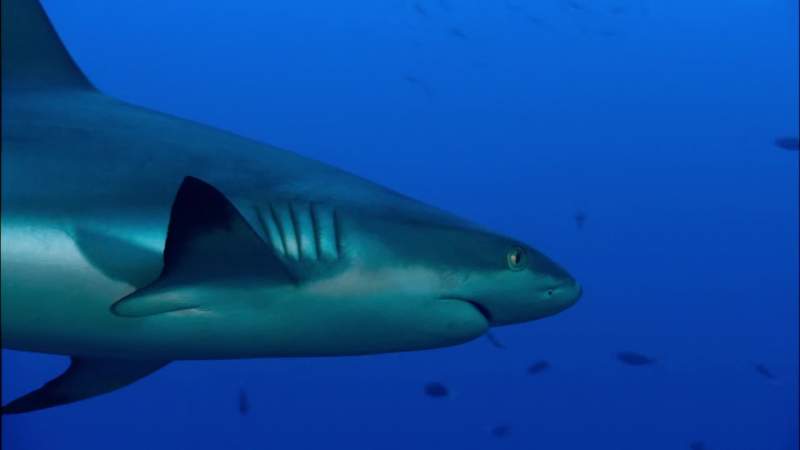 Sharks predate dinosaurs