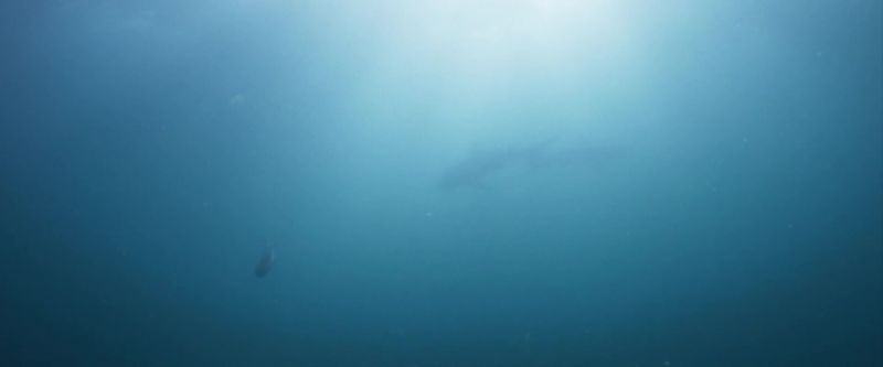 Sharks return here each year to feed
