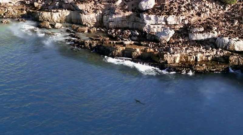 Sharks sometimes deliberately stalk seals before going in for a kill
