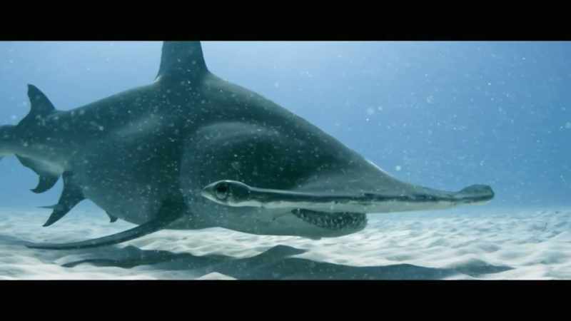Sharks will survive just fine without us