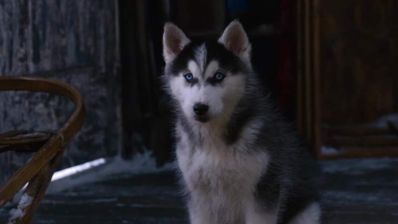 Shasta we took a vote and decided to help you start a dogsled team