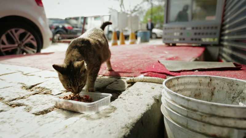 She came here as a kitten… and never left
