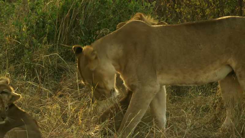 She can reassure her cub