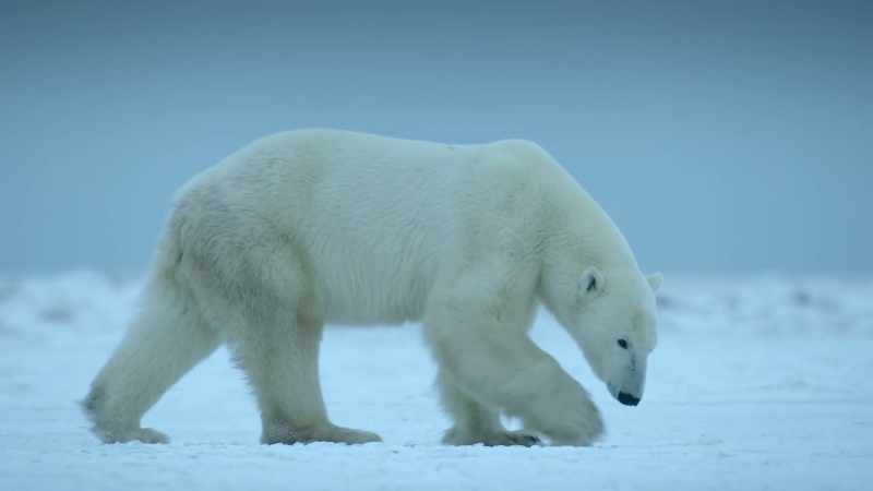She can even sniff out a seal under the ice