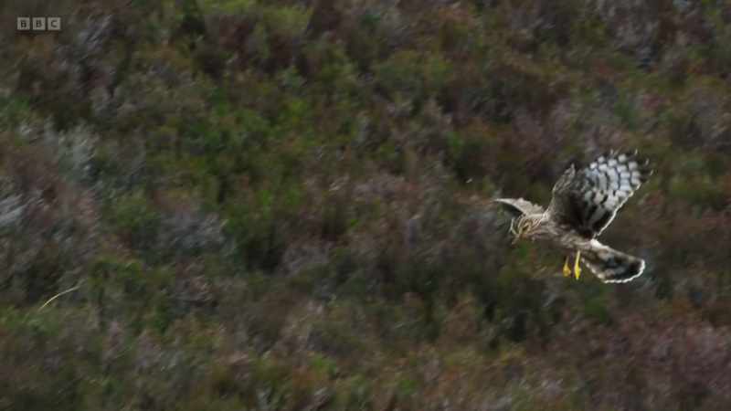 she chooses a nest deep in the heather