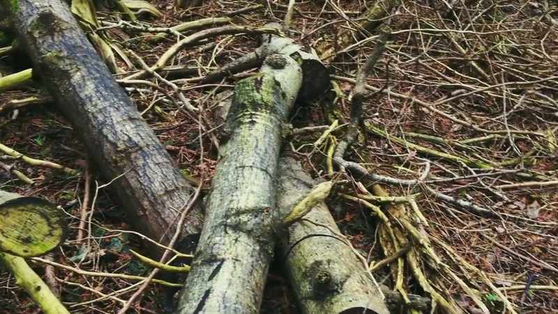 She was covered with branches