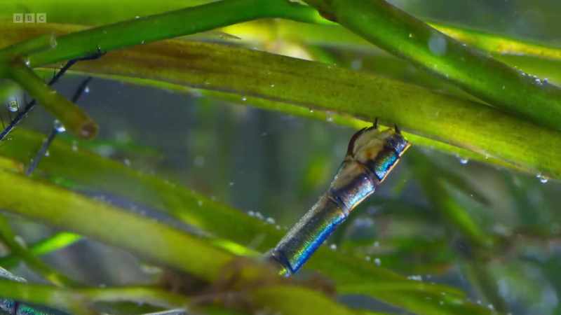 She cuts into the plant stems with her sharp ovipositor