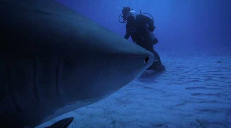 She dwarfs the other sharks on the reef