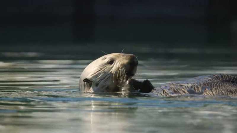 She forages for shellfish and burrowing worms