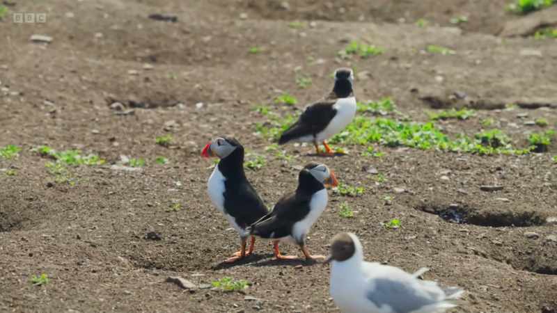 She and her partner must feed their chick five times a day