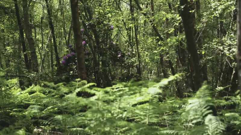 She was in the undergrowth, she hadn't been buried