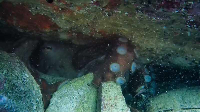 She initially adopted the same method to crab hunting with lobster