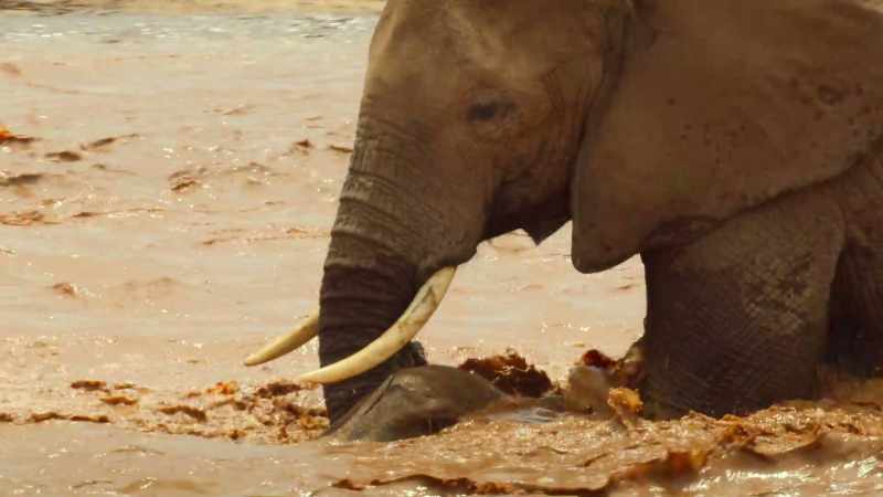 She just about manages to support him with her trunk