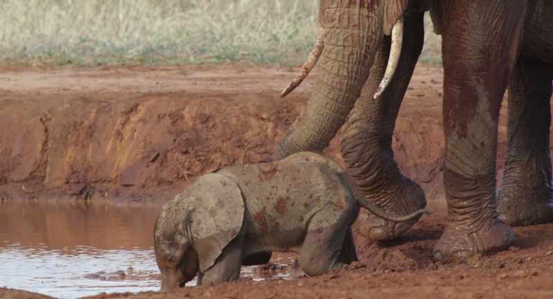 She knows that a weak calf can easily become trapped in mud