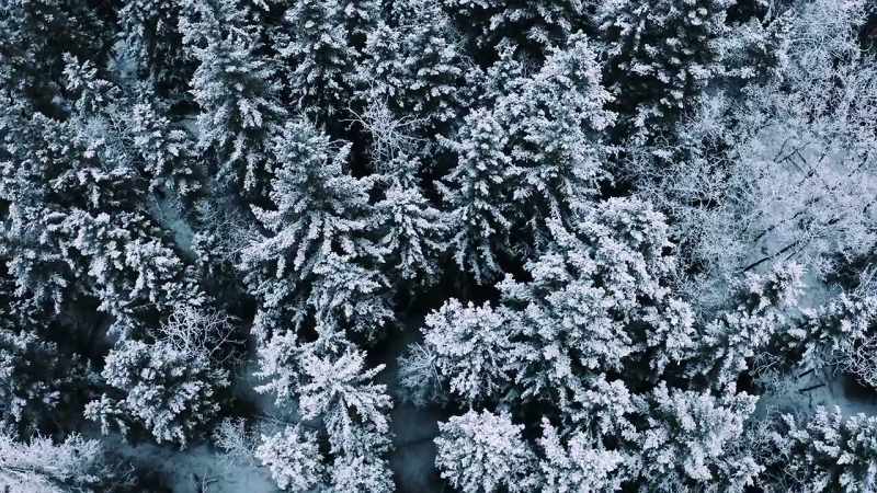 She is laying in the woods.