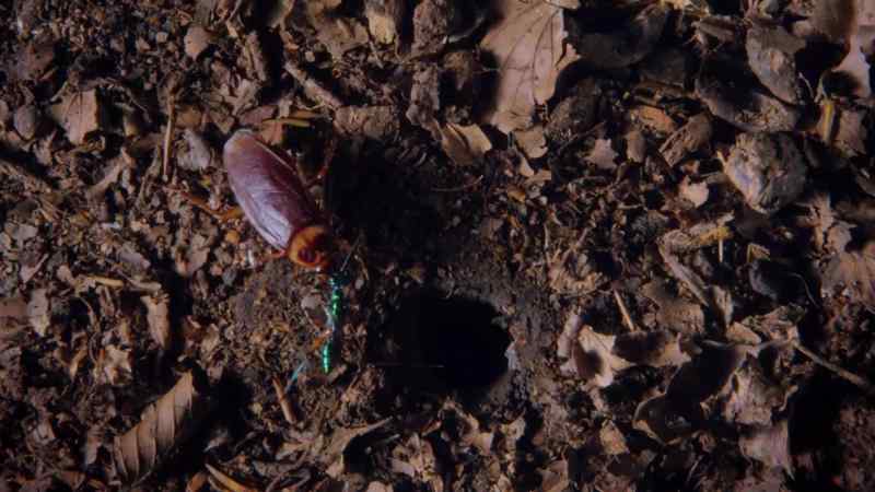 She leads her victim to an underground burrow