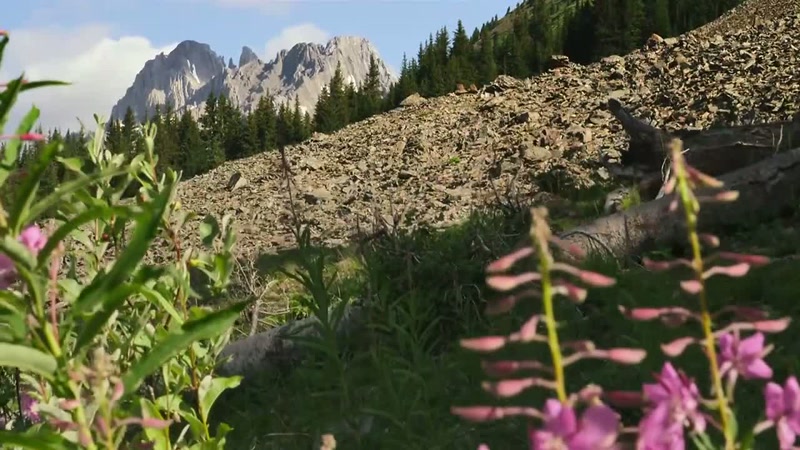 She makes up to 200 journeys between here and the meadow each day