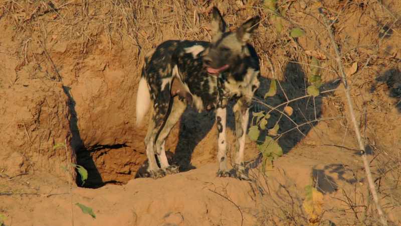She has managed, against the odds, to produce her eighth litter