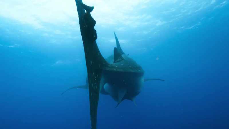 She may be the biggest fish in the sea