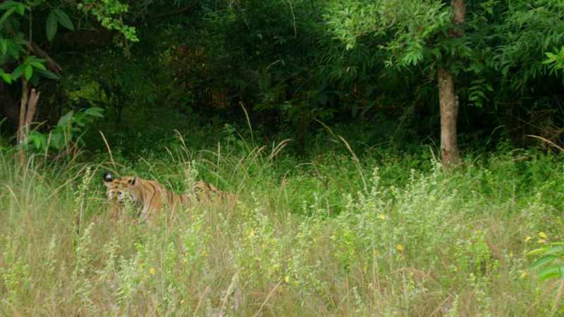 She may be unaware that Raj Bera is hunting here
