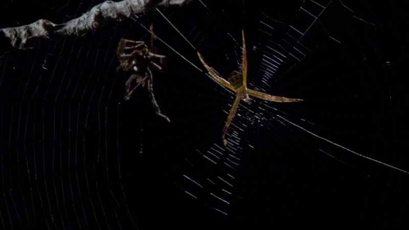 She moves off the web, so that she can survey the scene