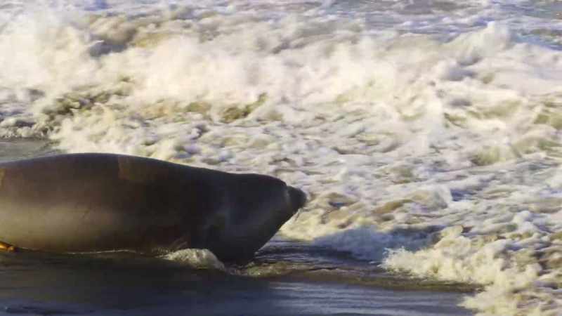She must return to the sea to feed herself