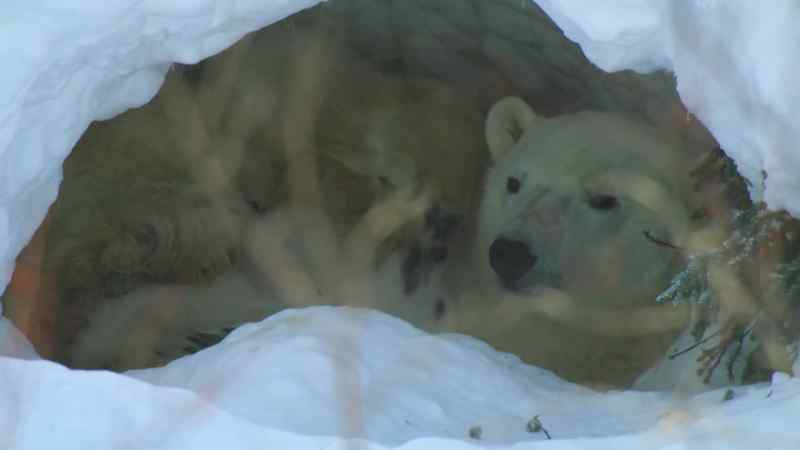 She has not eaten since she entered the den eight months ago
