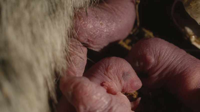 She produces it from modified sweat glands on her belly