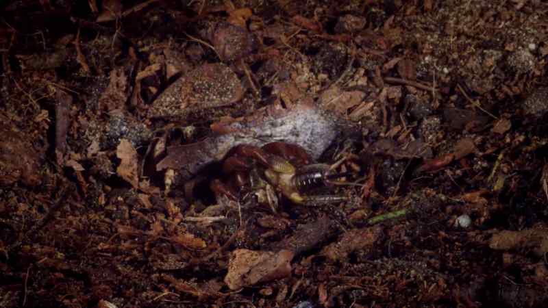 She pulls her prey into the burrow