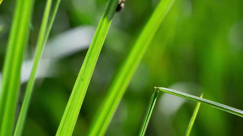 She searches for prey among the grass stems