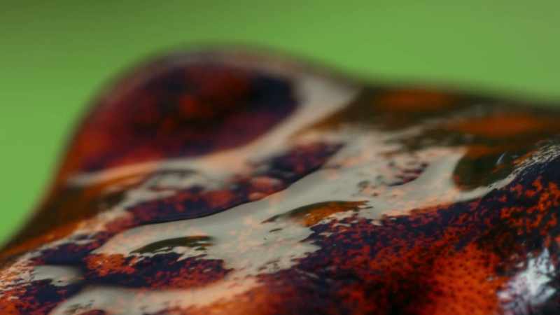 She secretes a special liquid so her tadpole can swim on her back