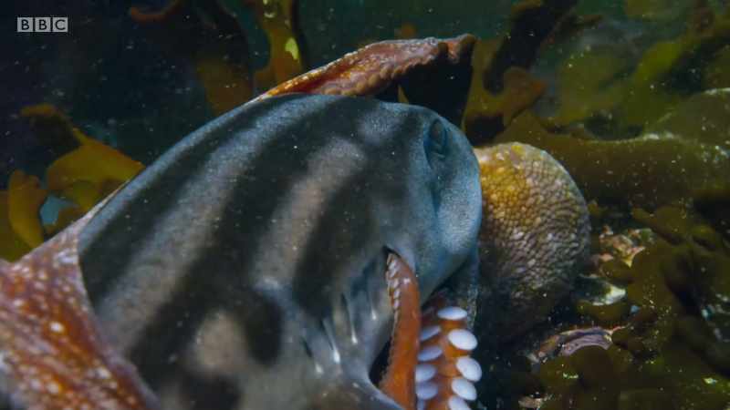 She slips her tentacles in to the shark's gills