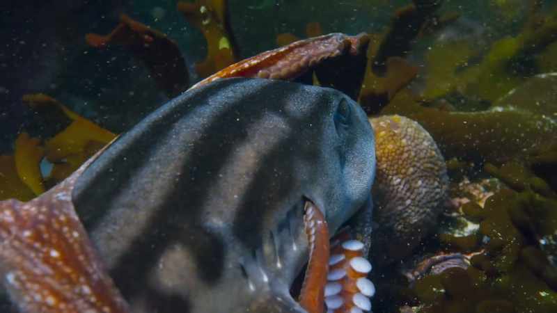 She slips her tentacles into the shark's gills