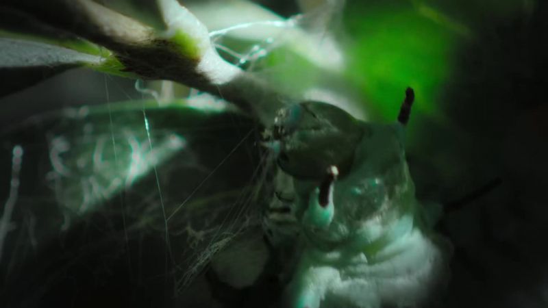 She spins a web of strong silk