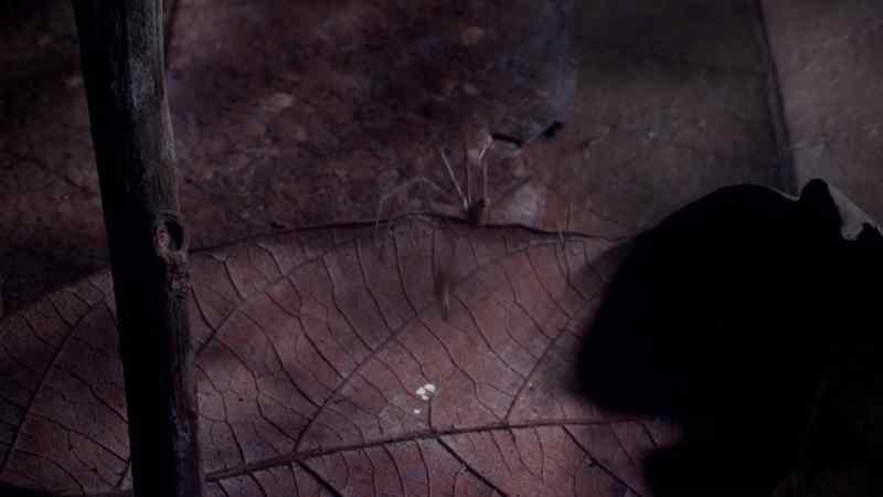 She strikes