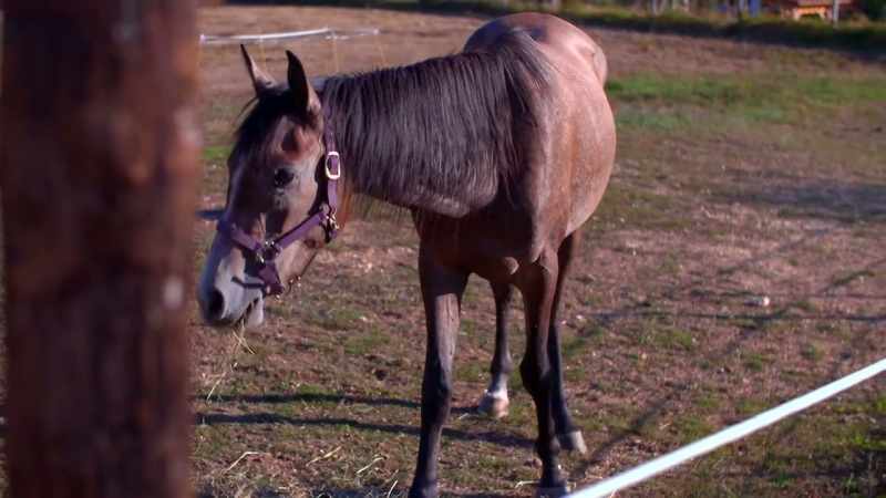 She had the horses and the animals