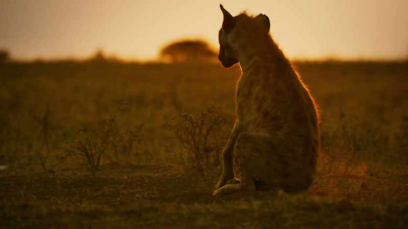 She had tried to prepare Zalika for leadership