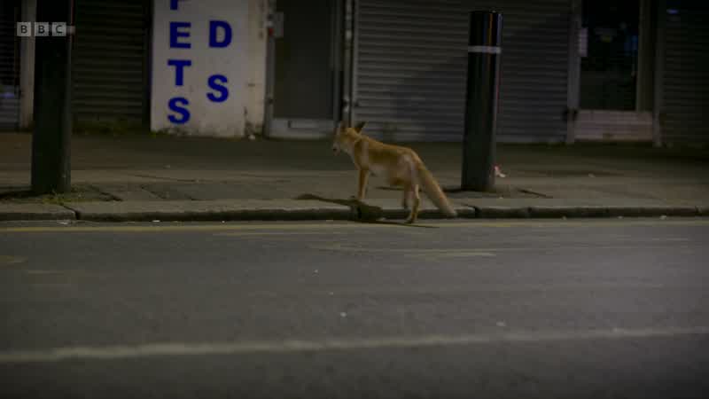 She turns tail back to quieter roads