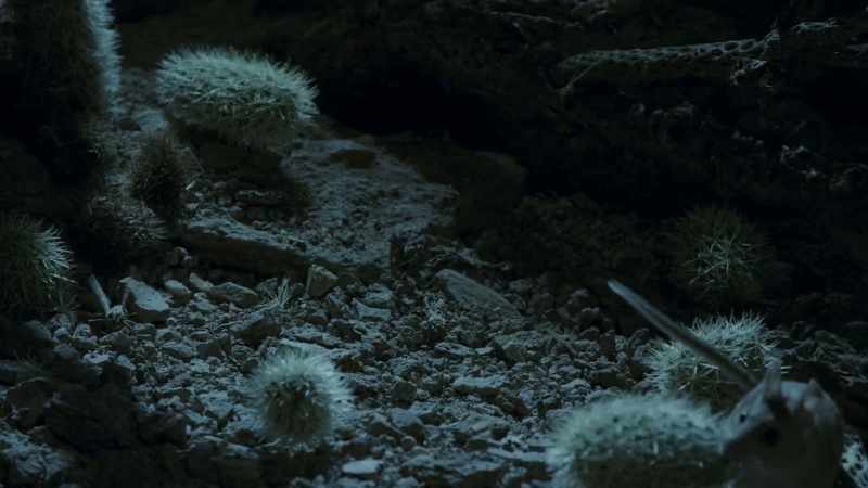 She uses the cholla to build a spiny wall around her nest