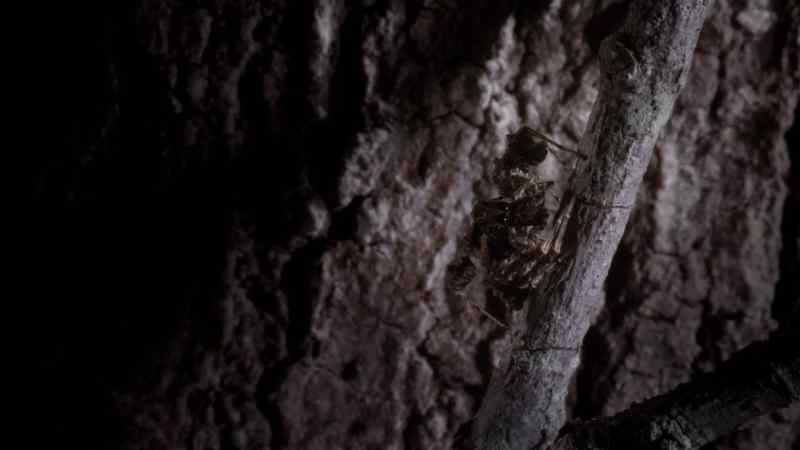 She uses these robotic movements to camouflage herself from Argiope