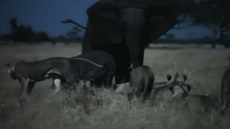 'She won't leave her baby.'