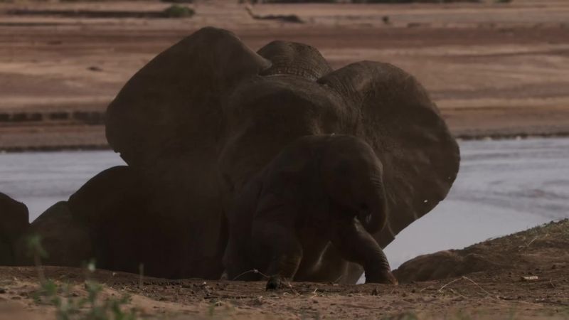 Sheba too, gets a leg up from mum Latifa