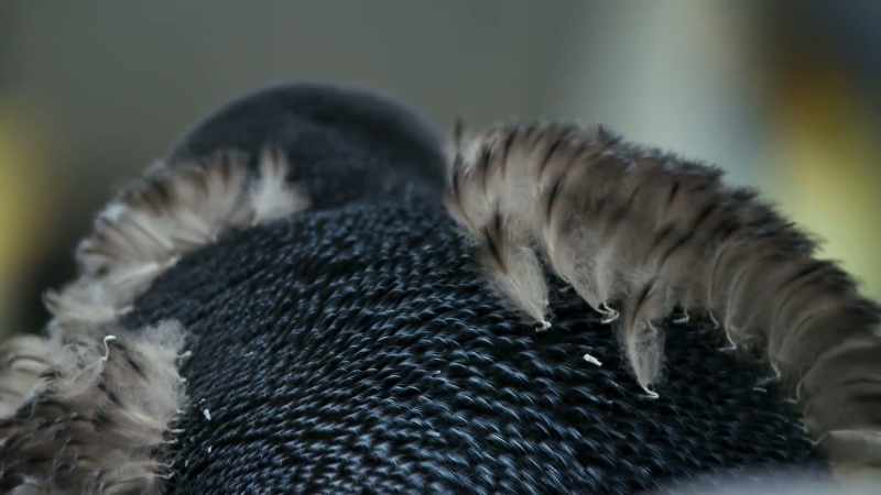Shed all four layers of feathers as quickly as possible